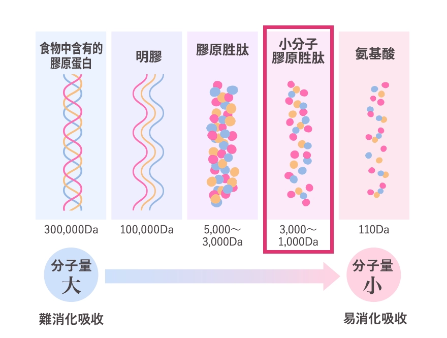 低分子コラーゲンペプチド