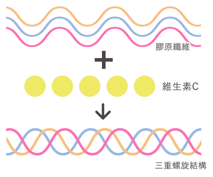 維生素C有助於維持皮膚和黏膜的健康