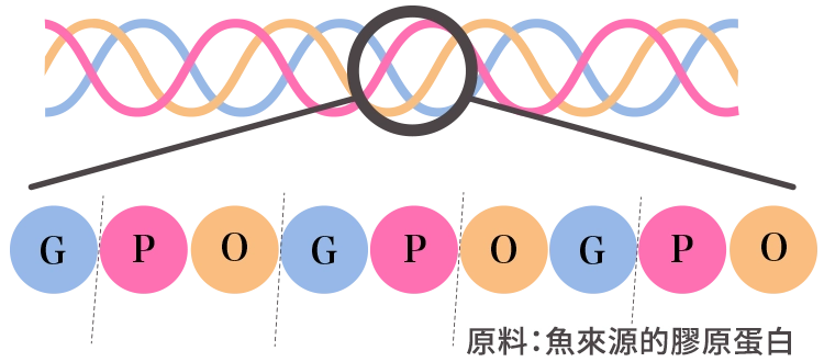 低分子膠原胜肽