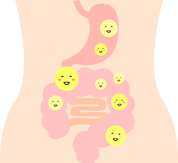 熱去活的乳酸菌，能維持消化道機能並有效發揮功效。