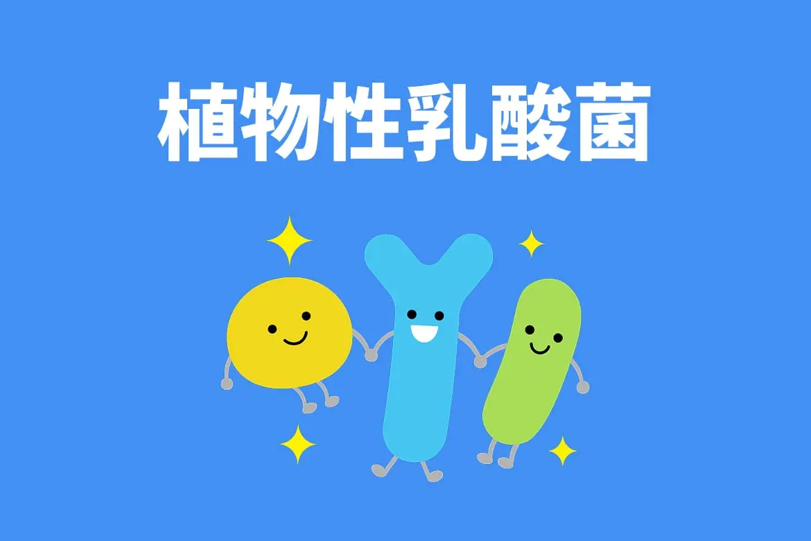 植物性乳酸菌:動物性乳酸菌との違い、代表的な菌株まで徹底解説